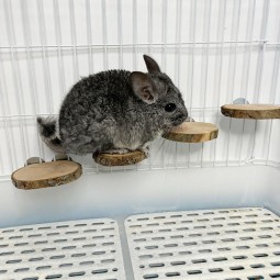 Wood Ladders Manufacturer - Totoro Apple Wood