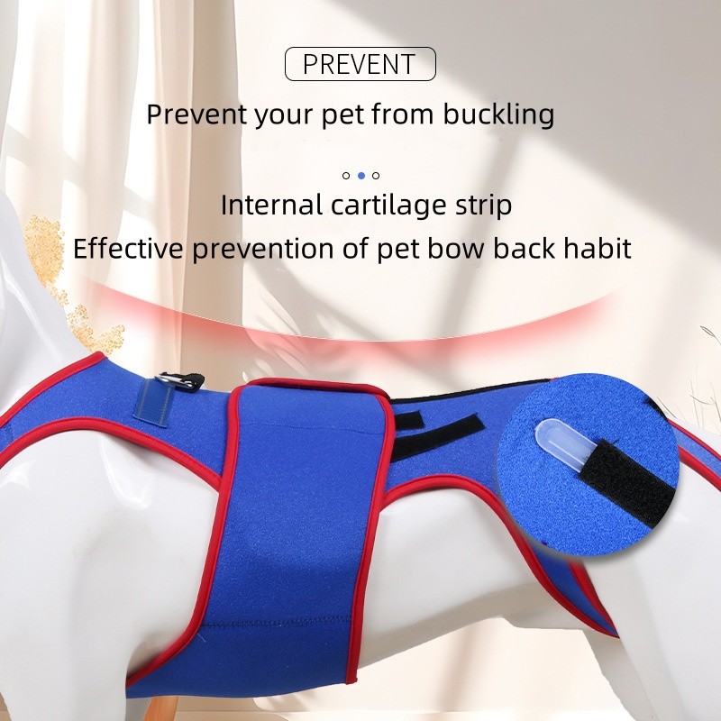 Dog Support Clothing Manufacturer - OEM Spinal Light Strip