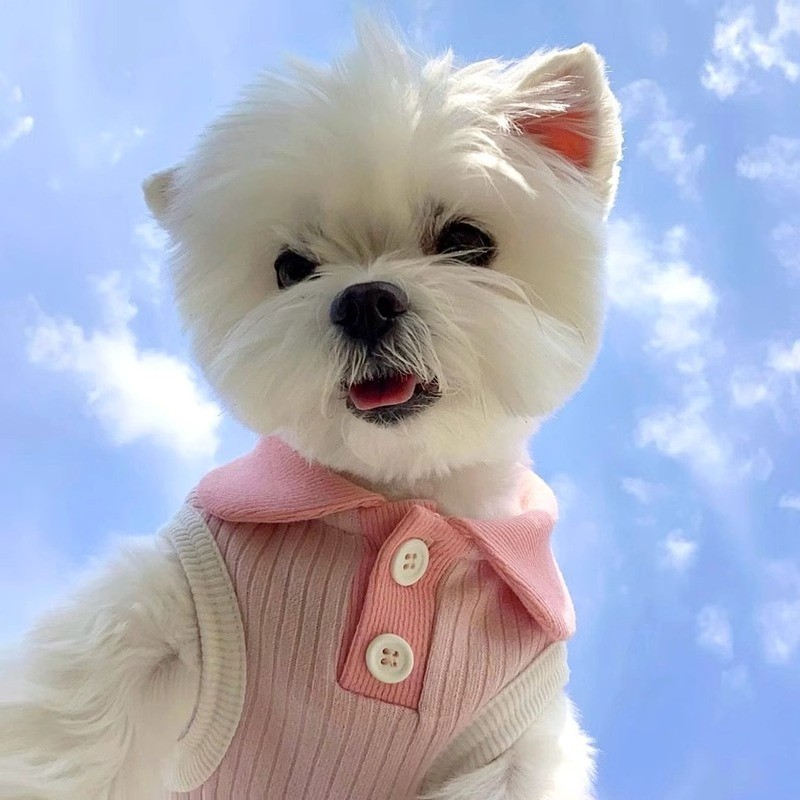 Dog Raincoat Supplier - Transparent Waterproof Poncho