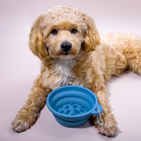 Collapsible Pet Bowl Supplier - Food Grade Eco-friendly