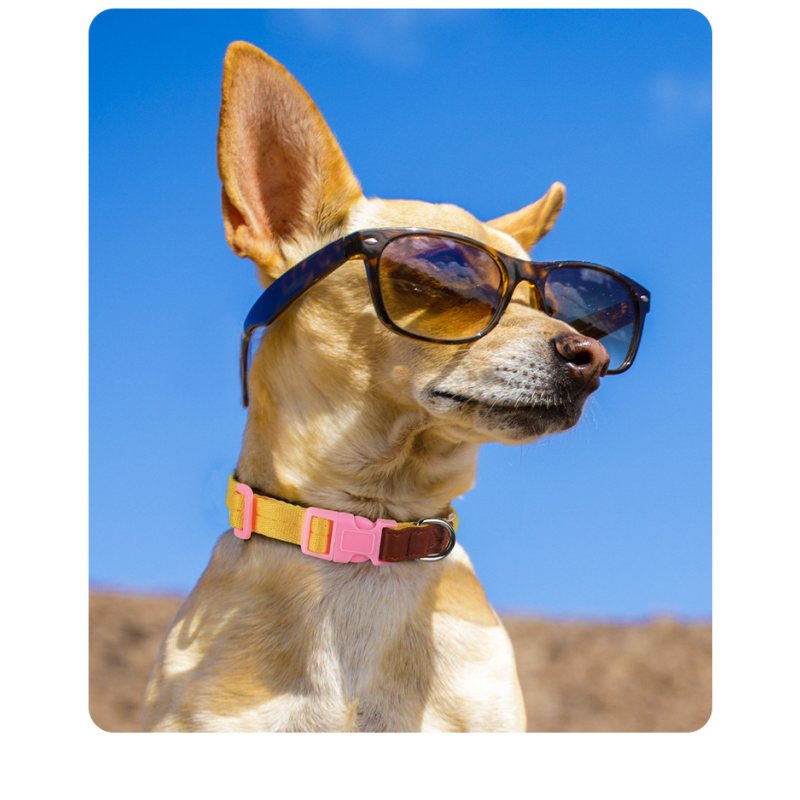 Dog Collar Manufacturer - OEM Custom Design Soft Nylon