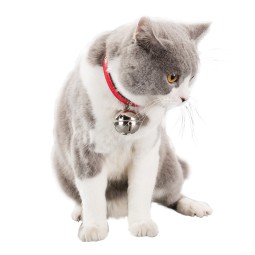 Cat Bell Collar Supplier - Anti-Allergy Indoor Pets