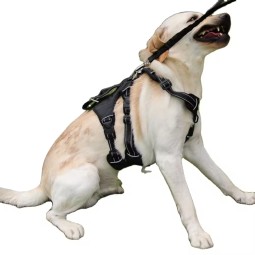 Bird Spike Supplier - 50cm Stainless Steel Pigeon Control