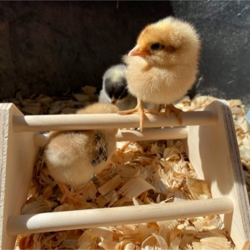 Apple Sticks Manufacturer - Organic Chew Toys Small Animals