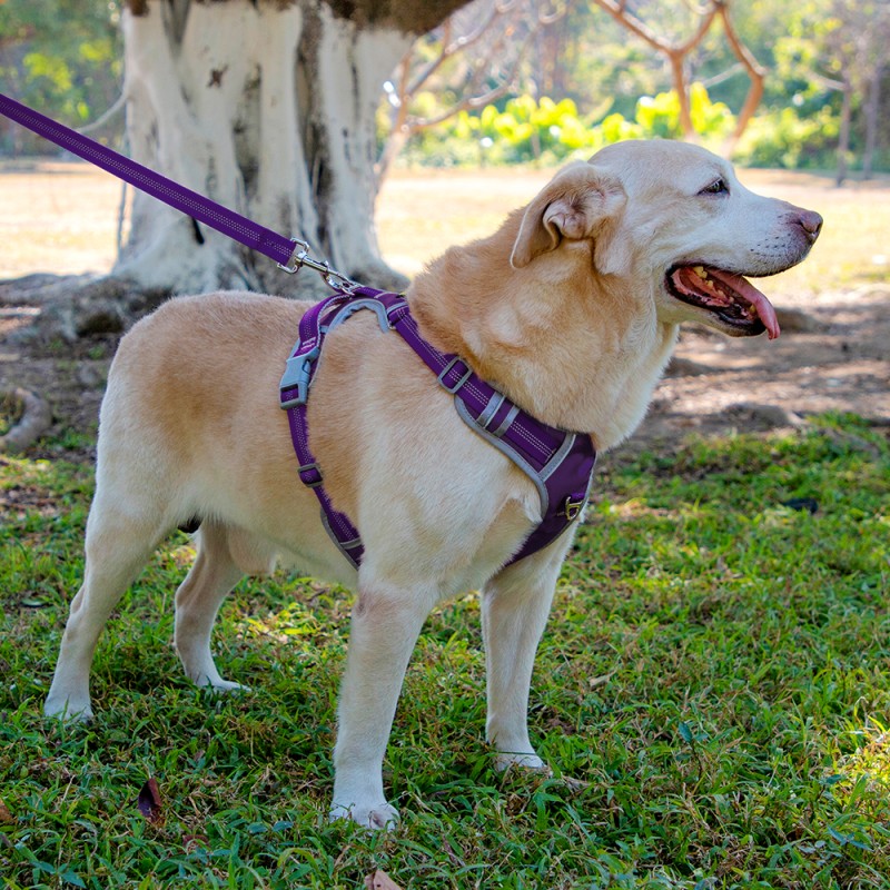 Dog Harness Manufacturer - OEM Adjustable Reflective No Pull