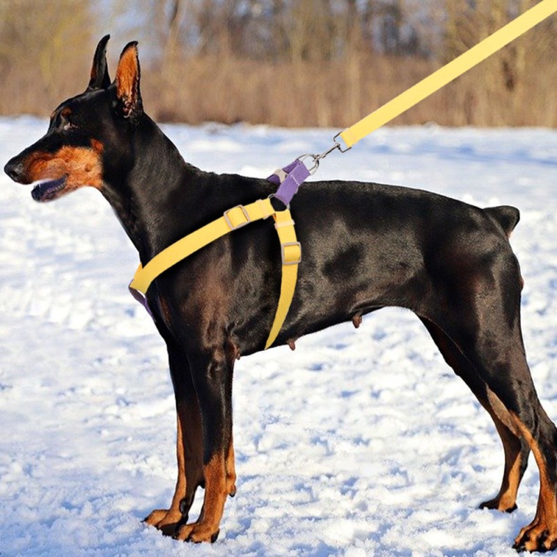 Dog Leash Manufacturer - OEM Ecofriendly Mix Color Cotton