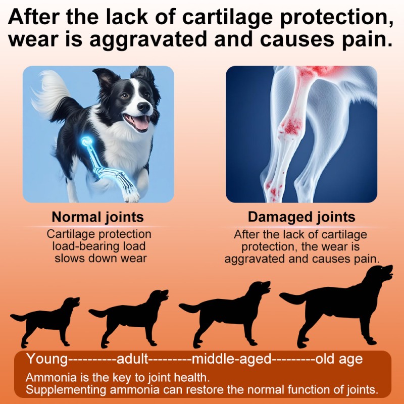Shark Cartilage Supplement Supplier - Joint Care Lecithin for Cats Dogs
