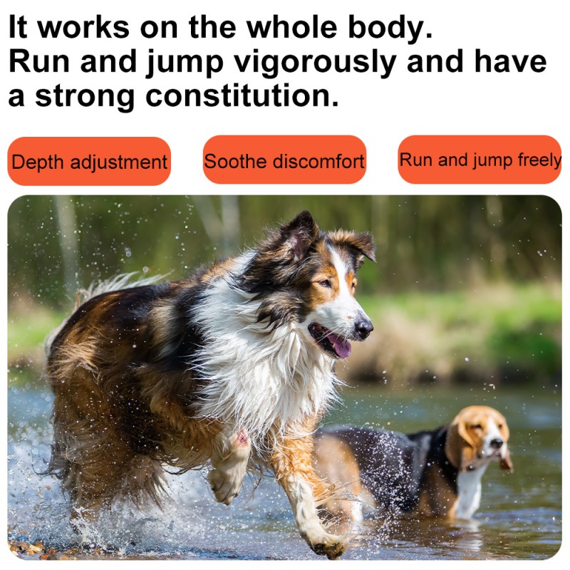 Shark Cartilage Supplement Supplier - Joint Care Lecithin for Cats Dogs