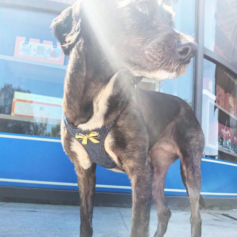 Dog Harness Set Manufacturer - OEM Denim Breathable Buttons