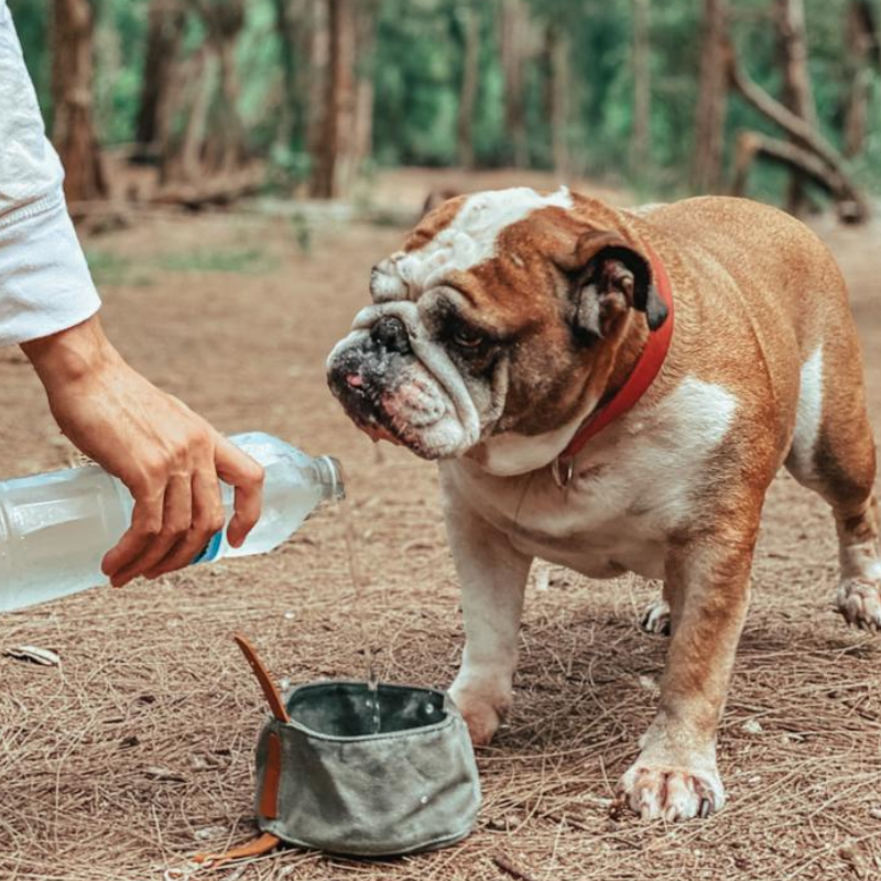 Pet Hiking Bowl Supplier - Portable Slow Feeder Waxed Canvas Waterproof