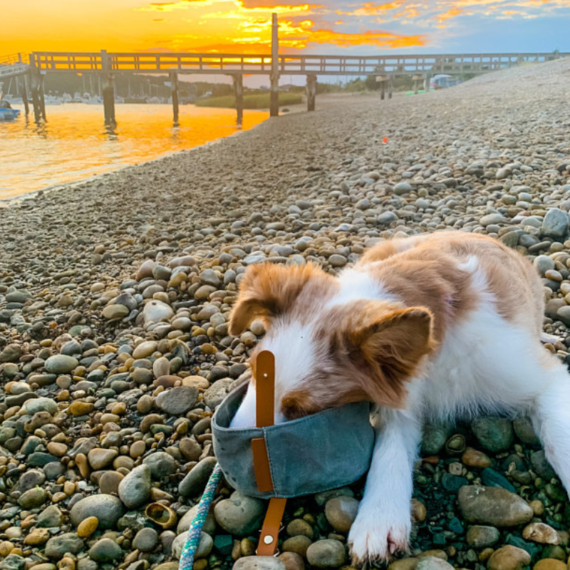 Pet Hiking Bowl Supplier - Portable Slow Feeder Waxed Canvas Waterproof