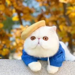 Pet Beret Manufacturer - Wool Dog Beret Winter Cat Hat Fashion Accessories