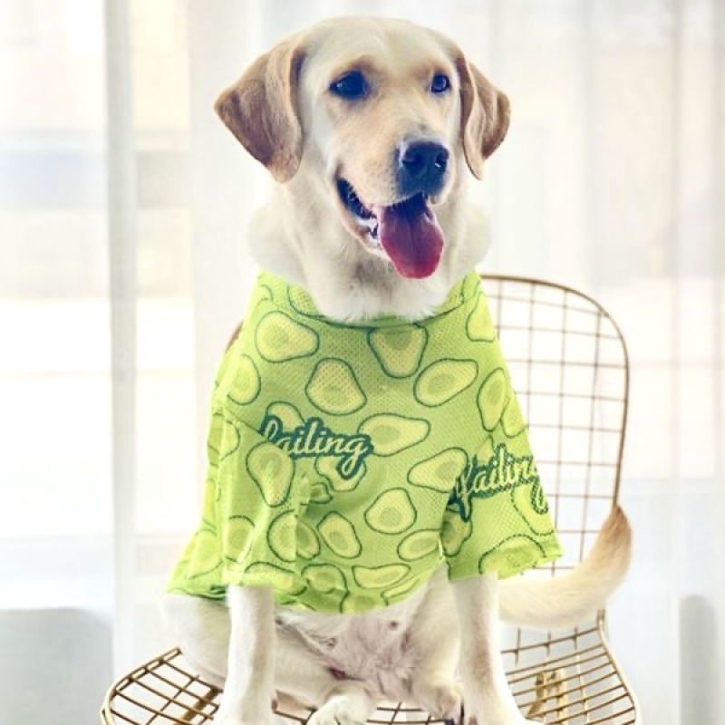Large Breathable Mesh Sun Protection Clothes for Spring Summer Anti-Shedding Printed Golden Retriever Border Classic Polyester