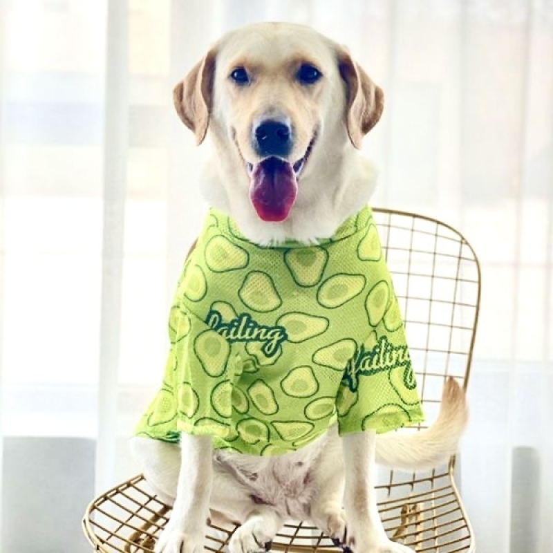 Large Breathable Mesh Sun Protection Clothes for Spring Summer Anti-Shedding Printed Golden Retriever Border Classic Polyester