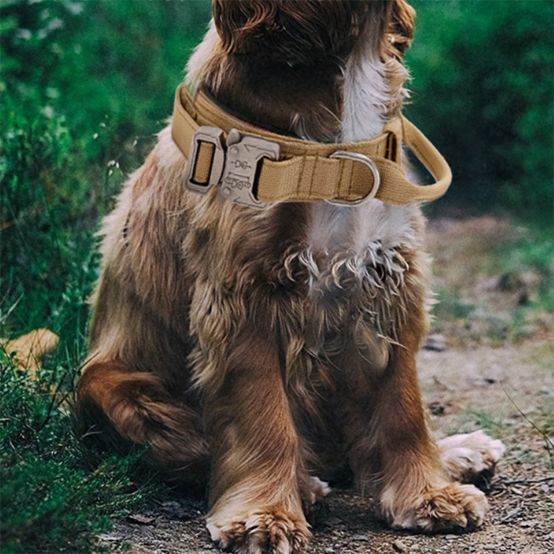 Nylon Dog Collar Manufacturer - Adjustable Heavy Duty Metal Buckle with Handle