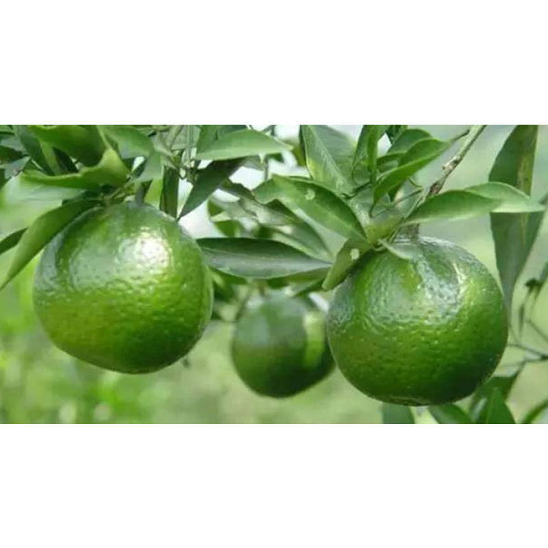 Herbal Tea Manufacturer - Private Label Chinese Orange Pu'er