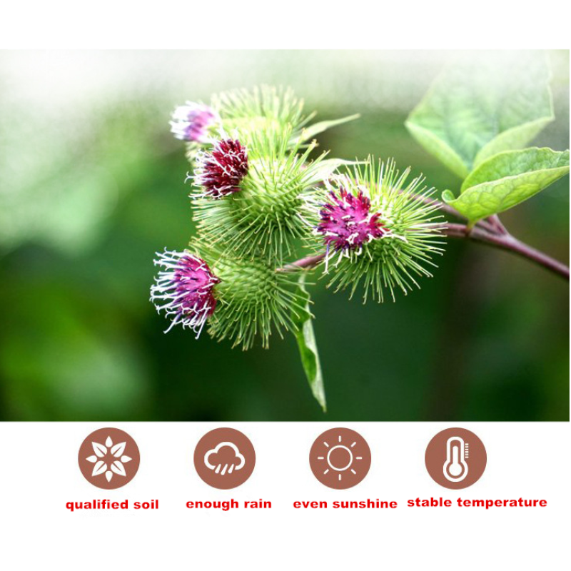 Detox Tea Manufacturer - Private Label Round Cutting Burdock