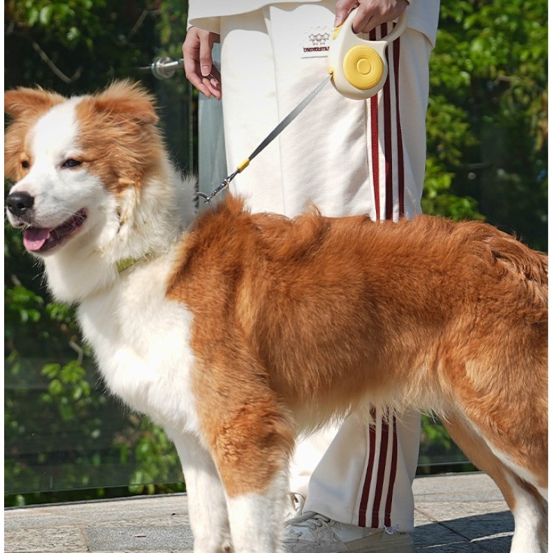 Pet Leash Supplier - 3m Nylon Retractable Small Medium Animals Luxury