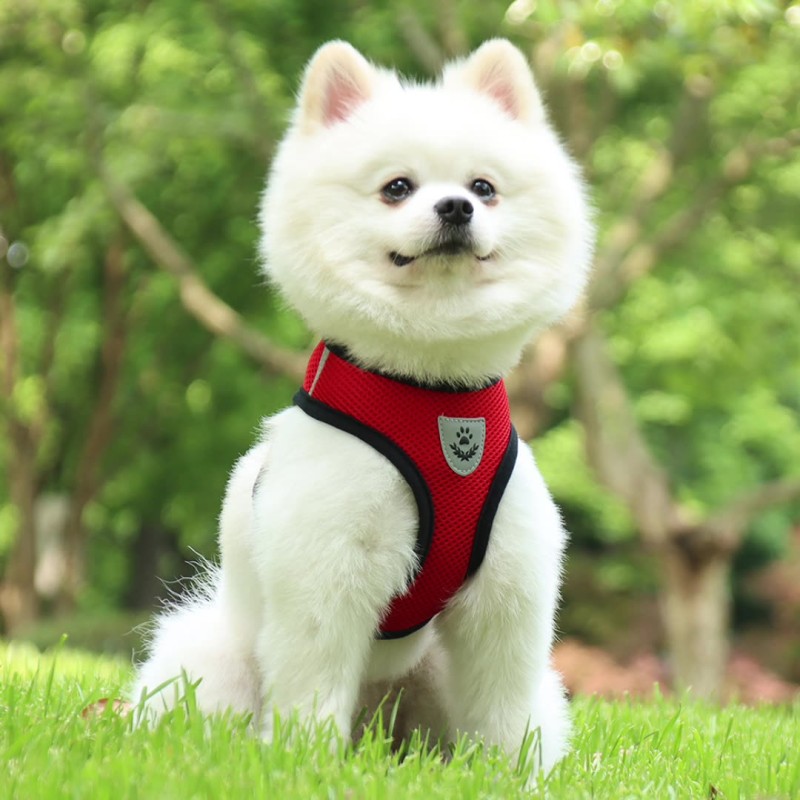 Pet Harness Set Supplier - Leather Adjustable Outdoor Sports Lead