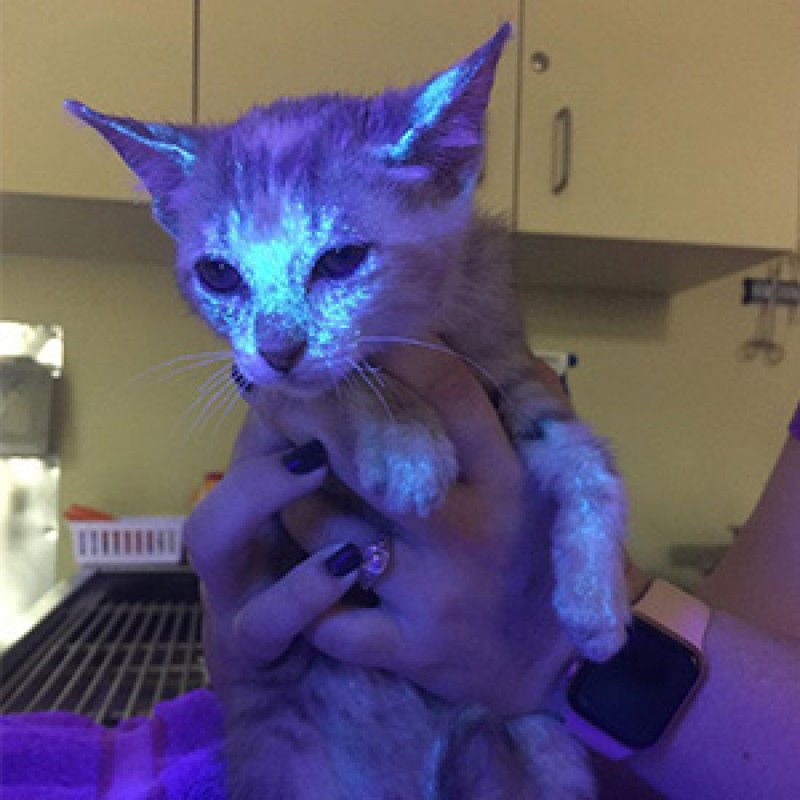 UV Flashlight Supplier - 395nm Portable Black Light Pet Urine Detection