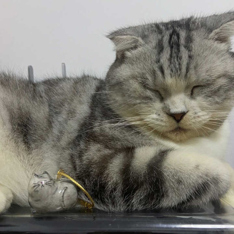 Pet Memorial Keychain Supplier - Custom Plastic Keepsake with Hair Fur