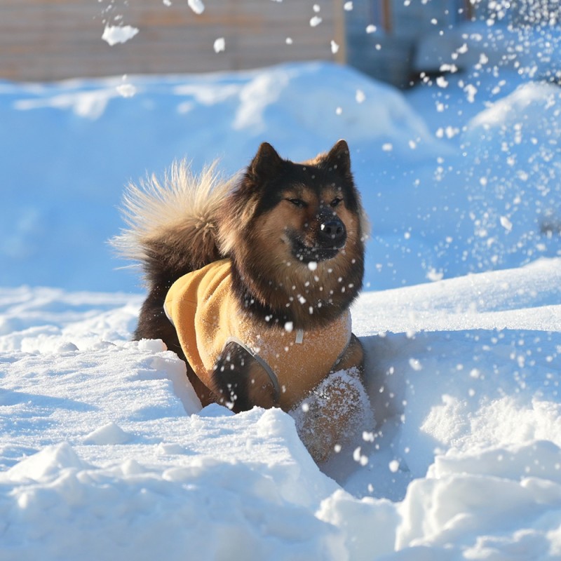 Dog Vest Manufacturer - Autumn Winter Smile Bomb Anti-Static