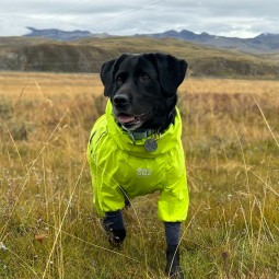 Dog Raincoat Manufacturer - Luxurious Classic Lightweight Pressed