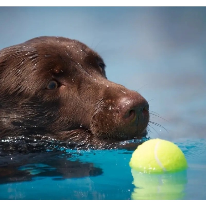 Dog Chew Toys Factory - Free Custom Logo Eco-Friendly Rubber Tennis Balls