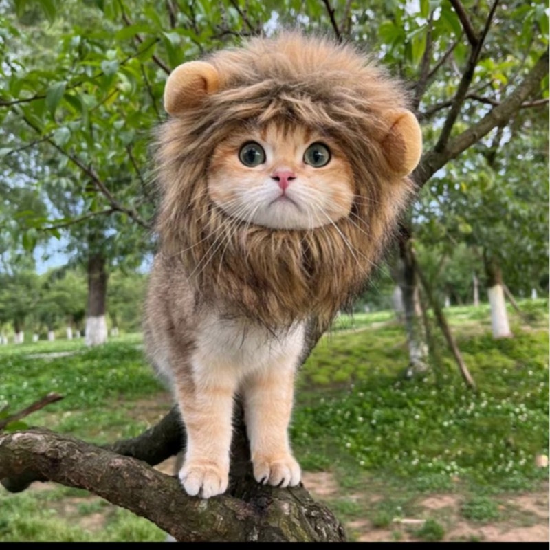 Pet Costume Hat Manufacturer - Petdom Cute Lion Hat Halloween Christmas
