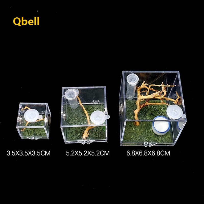 Reptile Glass Tank Manufacturer - Ecological Landscape Horned Frog Spider Guarding