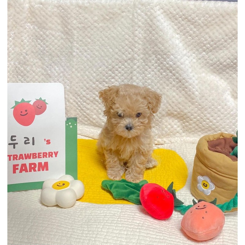 Pet Sniffing Toy Supplier - Puppy Interactive Chew Comforter Hand-Pulled Noodle