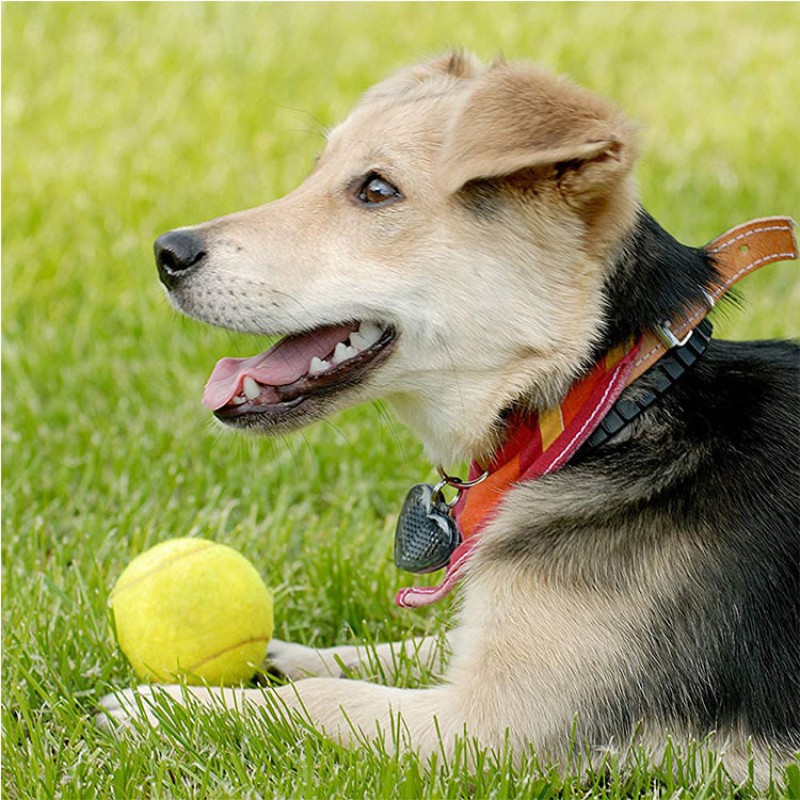 Pet Tennis Ball Supplier - High Quality Eco-Friendly Luxury Rubber Training