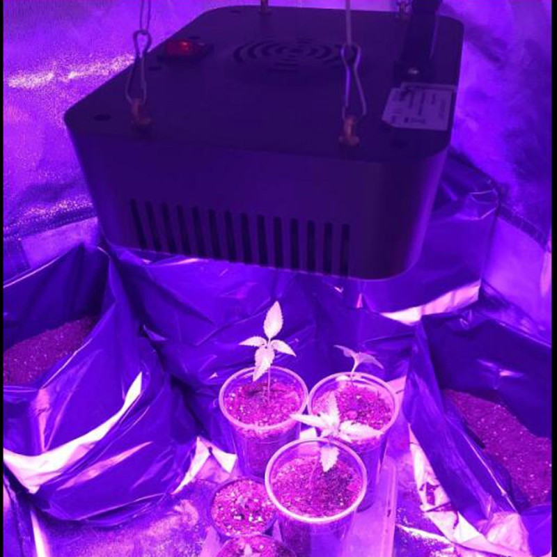 Full Spectrum Grow Light Manufacturer - 300W Flower Vegetable Indoor