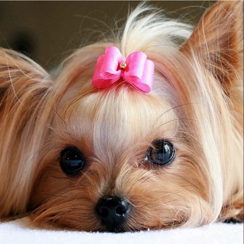 Pet Hair Bows Supplier - Solid Pattern Customizable Grooming