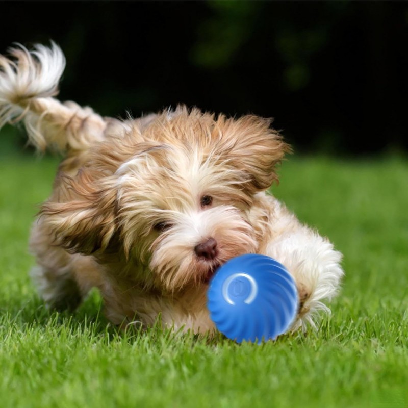 USB Pet Ball Supplier - Rechargeable LED Motion Activated