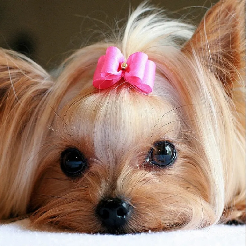 Dog Hair Bows Factory - Classic Elastic Customize Rubber Bands