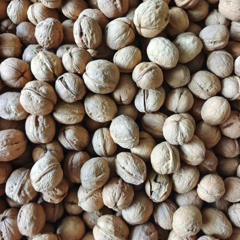 Walnuts in Shell Supplier - OEM Raw Washed 185 Paper-Skinned