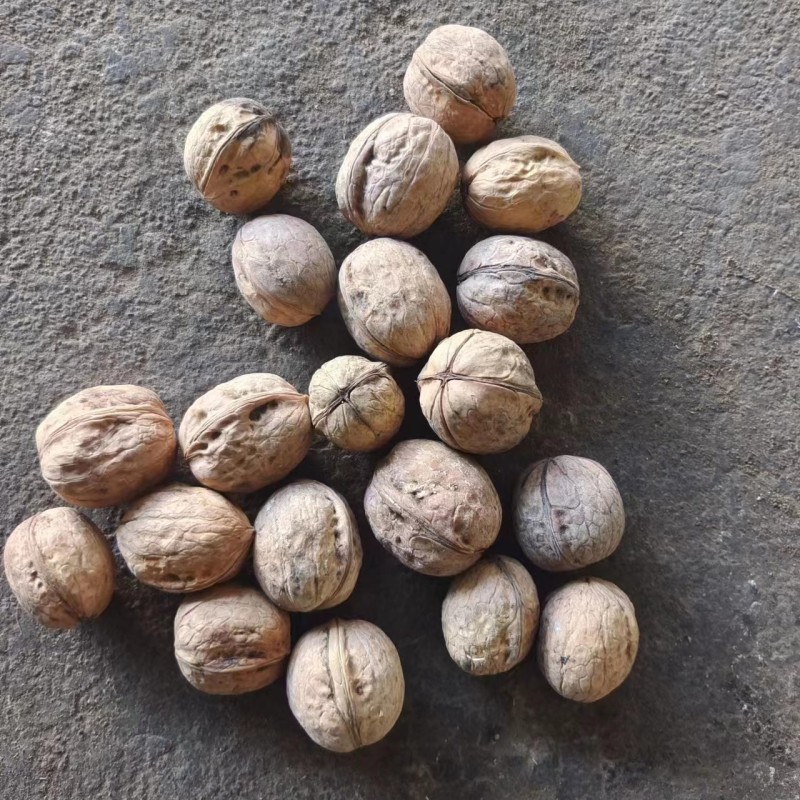 Walnuts in Shell Supplier - OEM Raw Washed 185 Paper-Skinned