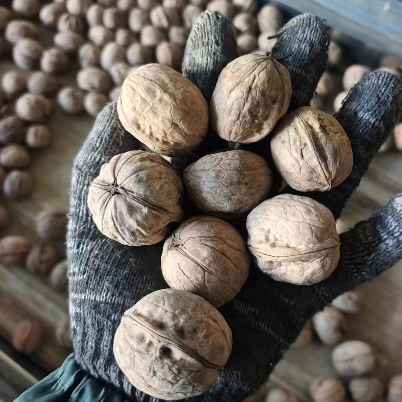 Walnuts in Shell Supplier - OEM Raw Washed 185 Paper-Skinned