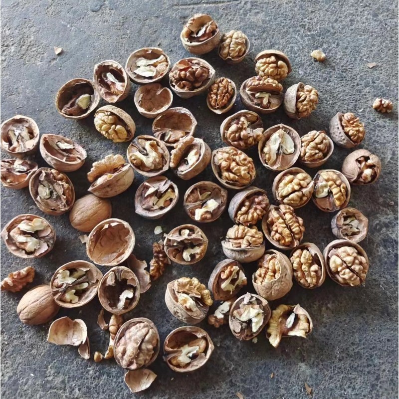 Walnuts in Shell Supplier - OEM Raw Washed 185 Paper-Skinned
