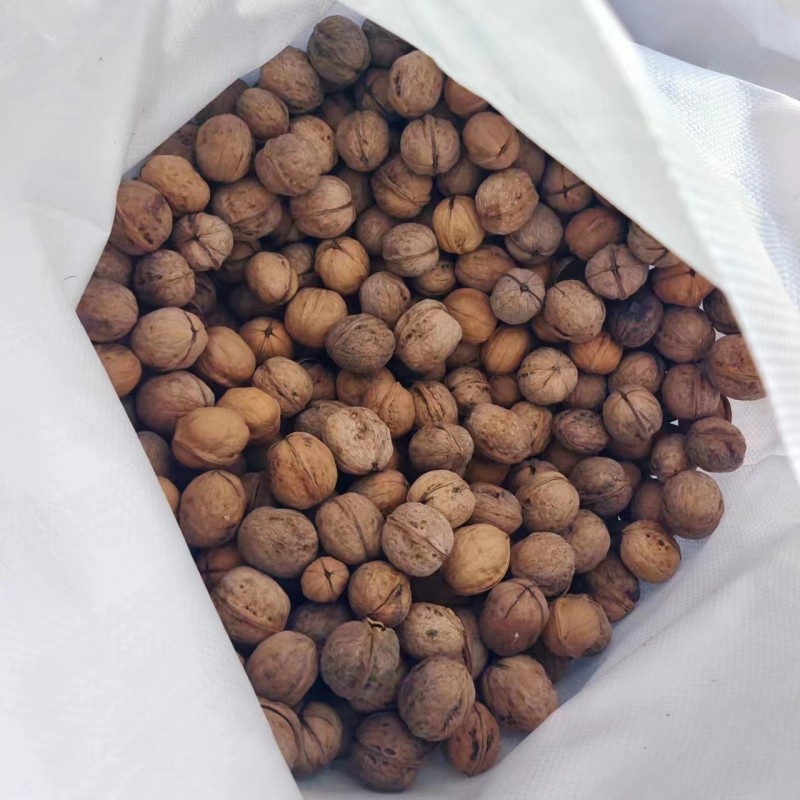 Walnuts in Shell Supplier - OEM Raw Washed 185 Paper-Skinned