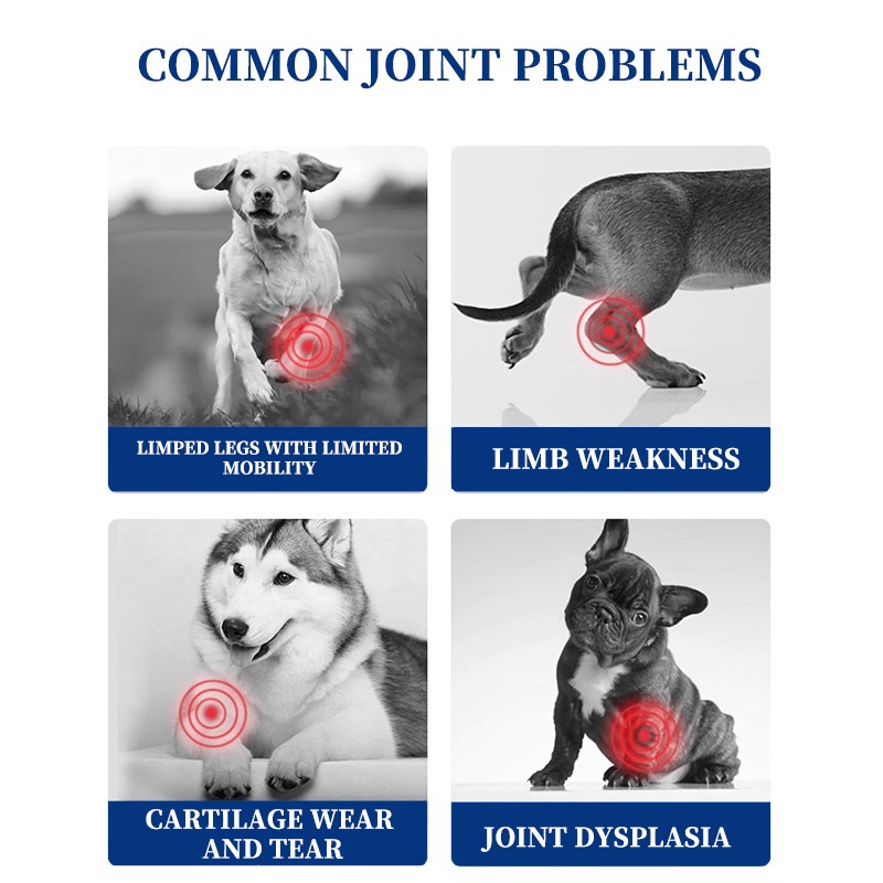 Pet Supplement Supplier - Premium Pet Health Supplement Grain-Free Non-GMO Booster Dogs Cats