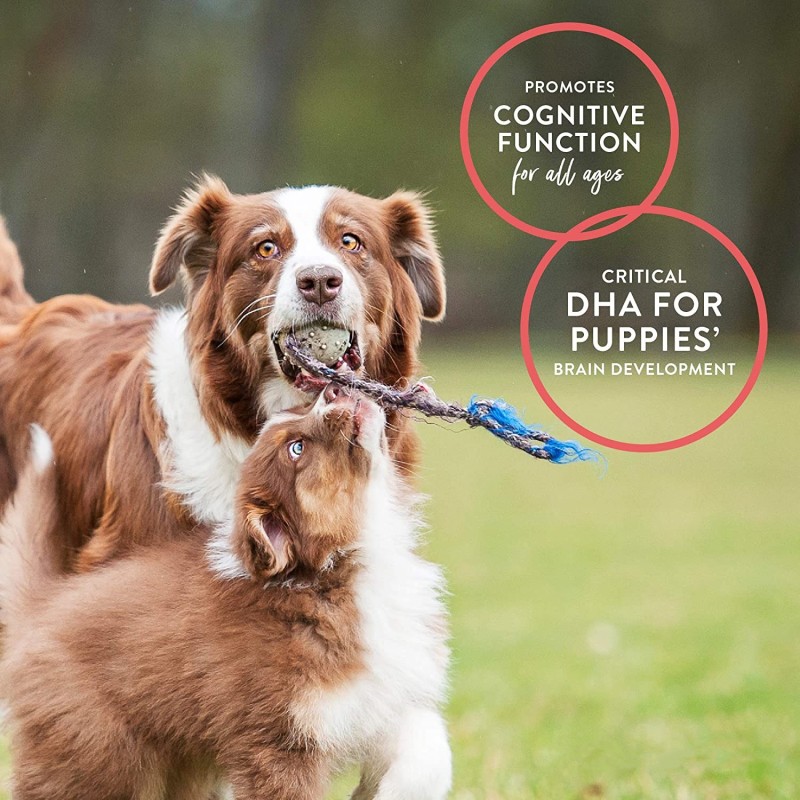 Pet Salmon Oil Supplier - 100% Pure Wild Alaskan Salmon Oil 16oz Liquid Supports Coat Joints