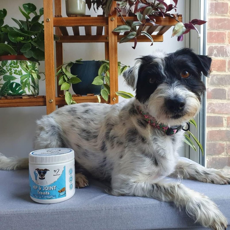 Pet Joint Chews Supplier - Hanyun Factory Hip Joint Soft Chews Support Mobility Dogs Cats Free Sample