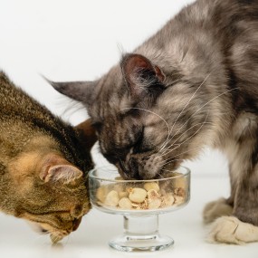 Pet Snacks Manufacturer - China Supplier Wholesale Peptido Snacks Kittens 60g Sheep's Milk Stick