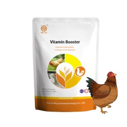 Broiler Chicken Supplement Manufacturer - OEM Multivitamin Weight Gain