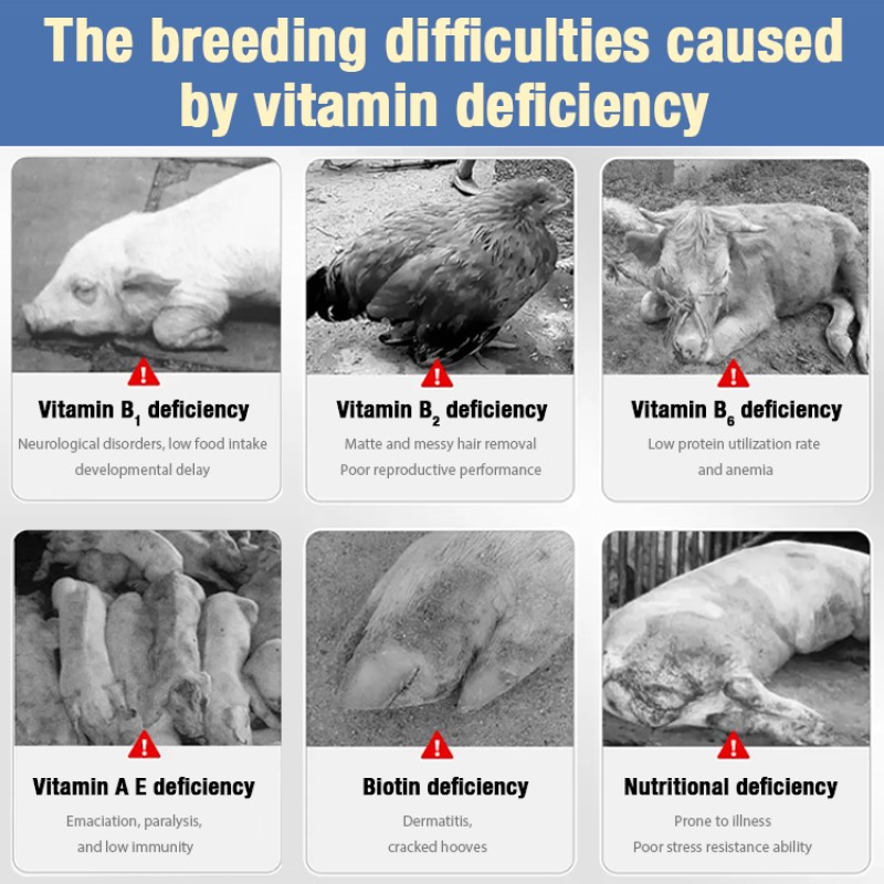 Feed Premix Additives Factory - OEM Multivitamin Amino Acids Oral