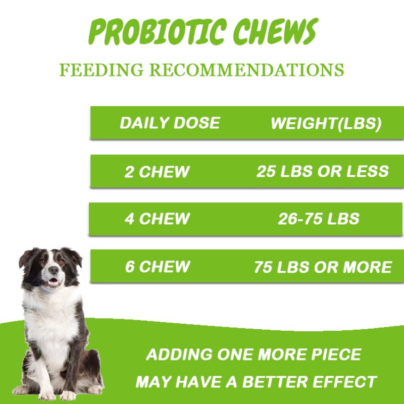 Cat Probiotics Powder Supplier - Custom Digestive Immune Gut Health