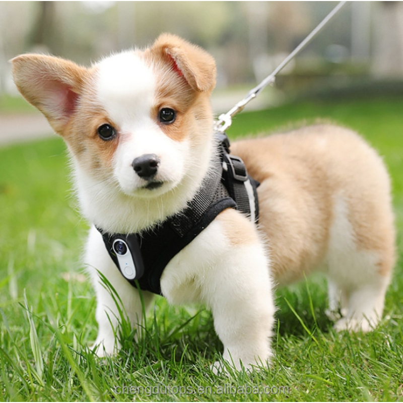 Pet Collar Camera Supplier - Mini Smart Pet Collar Camera with 4G Network New App Real-Time Viewing