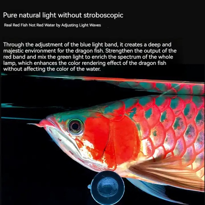 Aquarium Light Supplier - OEM Mayin Solid Color Tanning Lighting